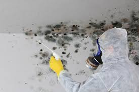 Best Water Damage & Mold Remediation  in Johnson City, TX